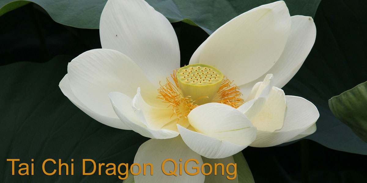 Dragon Qi Gong Tai Chi